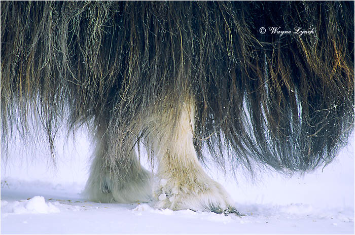 Muskox 109 by Dr. Wayne Lynch &copy;